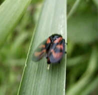 Image of Red-and-black Froghopper