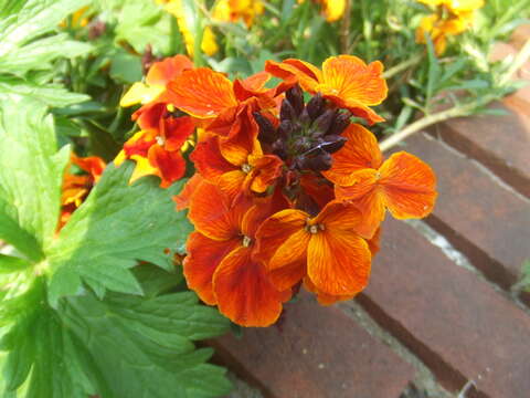 Image of Aegean wallflower