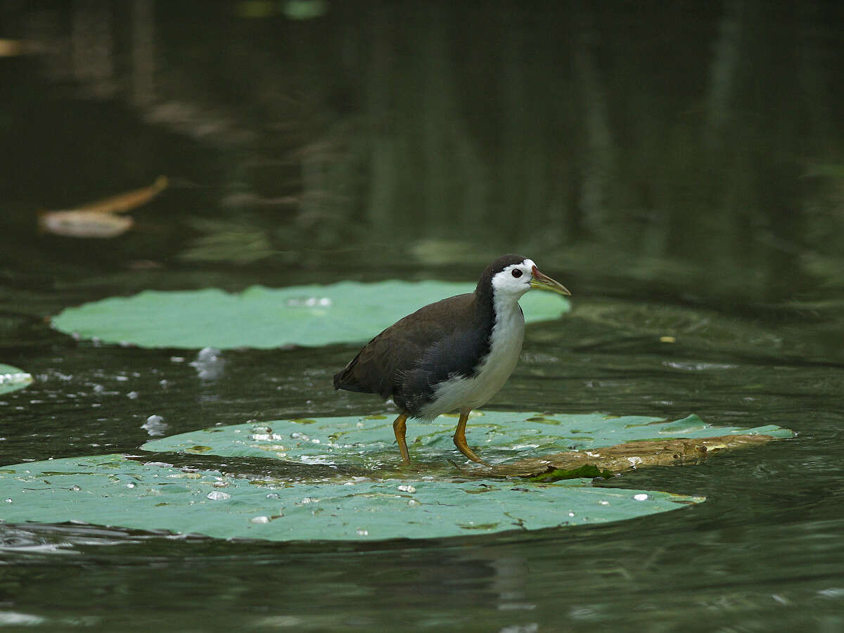 Image of White-breasted Waterhen