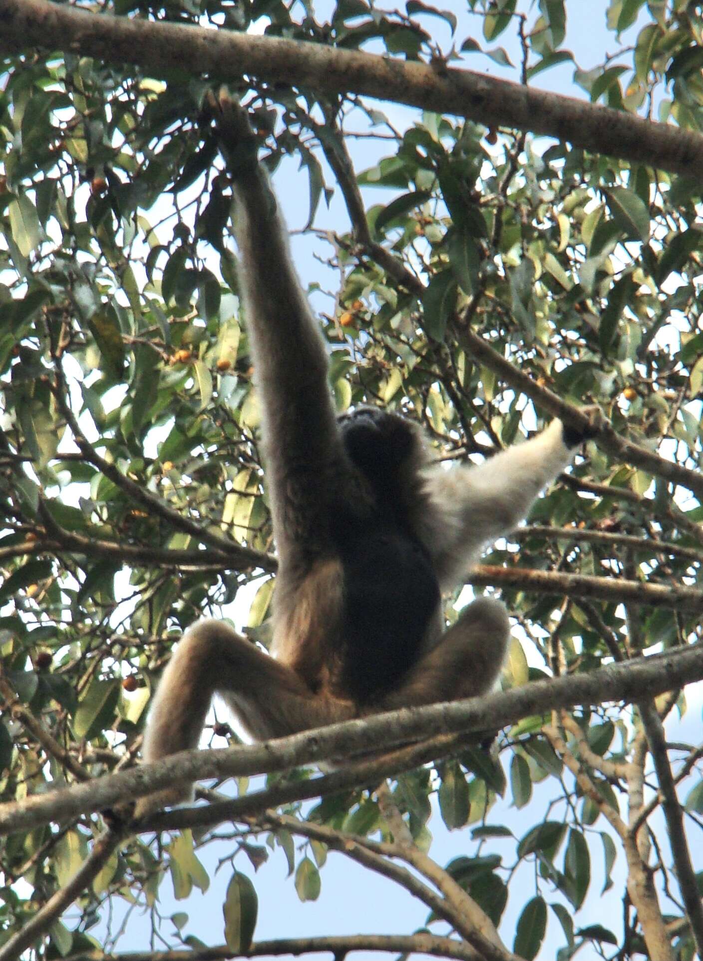 Image of Capped Gibbon