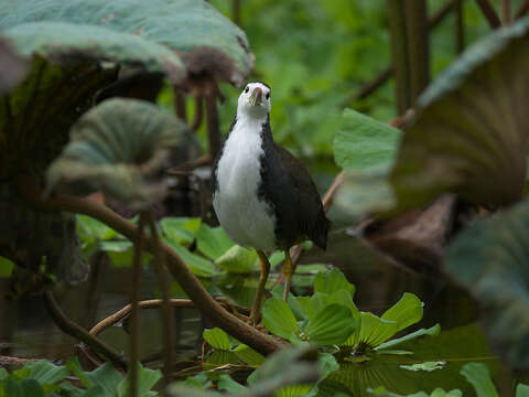 Image of White-breasted Waterhen