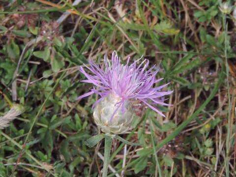 Image of Centaurea alba subsp. deusta (Ten.) Nym.