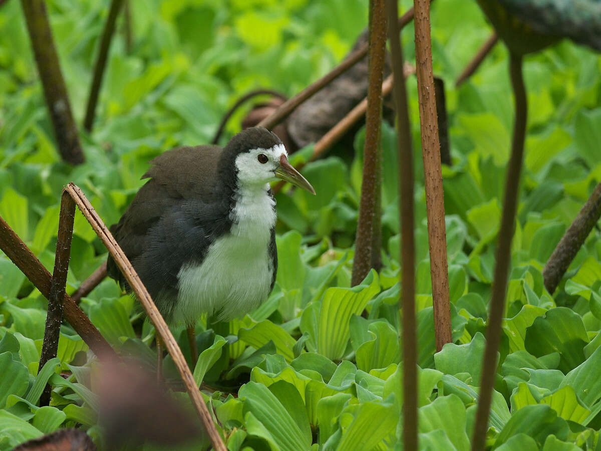 Image of White-breasted Waterhen