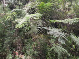 Cyathea conjugata (Spruce ex Hook.) Domin resmi