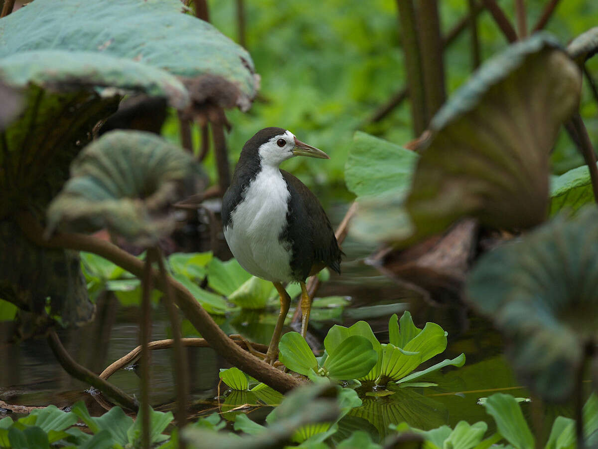 Image of White-breasted Waterhen