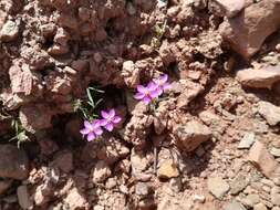 صورة Spergularia purpurea (Pers.) G. Don fil.