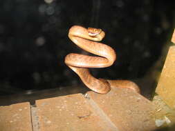 Image of Brown tree snake