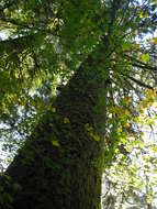 Image of western hemlock