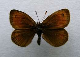 Image of Silky Ringlet