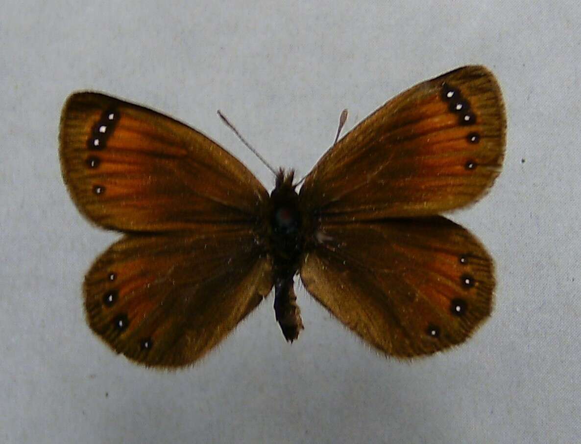 Image of Silky Ringlet