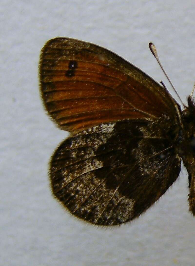 Image of Silky Ringlet