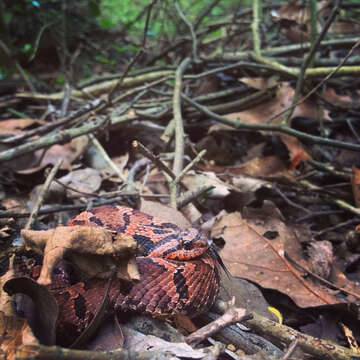 Image of North American Hog-nosed Snakes