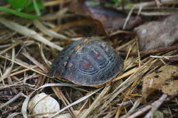 Image of Cuora flavomarginata evelynae Ernst & Lovich 1990