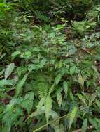 Image of Wavyleaf Basketgrass