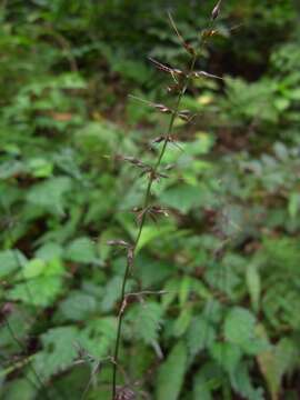 Image of Wavyleaf Basketgrass