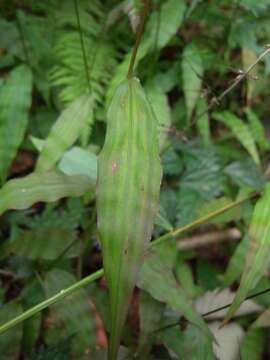 Image of Wavyleaf Basketgrass