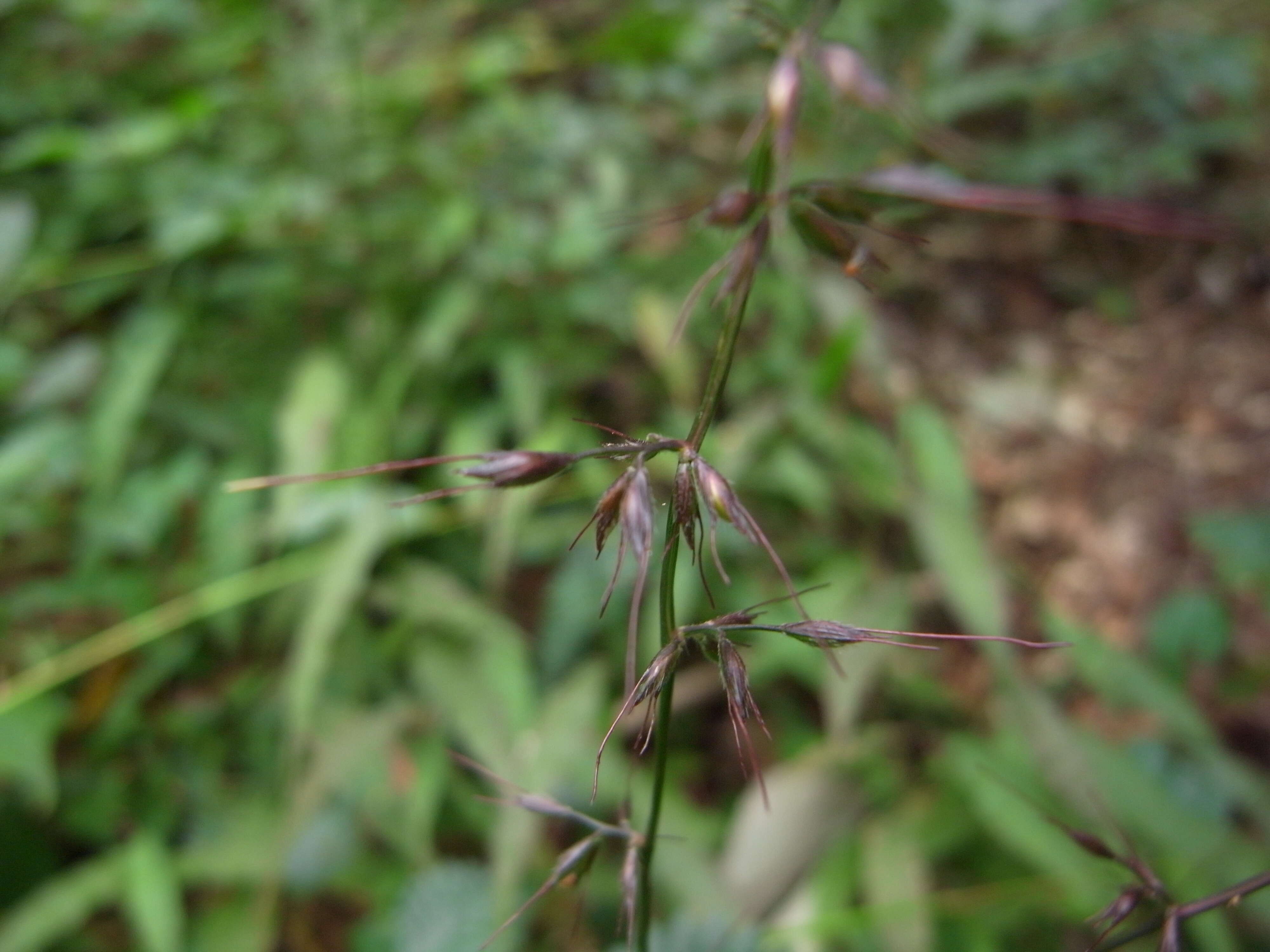 Image of Wavyleaf Basketgrass