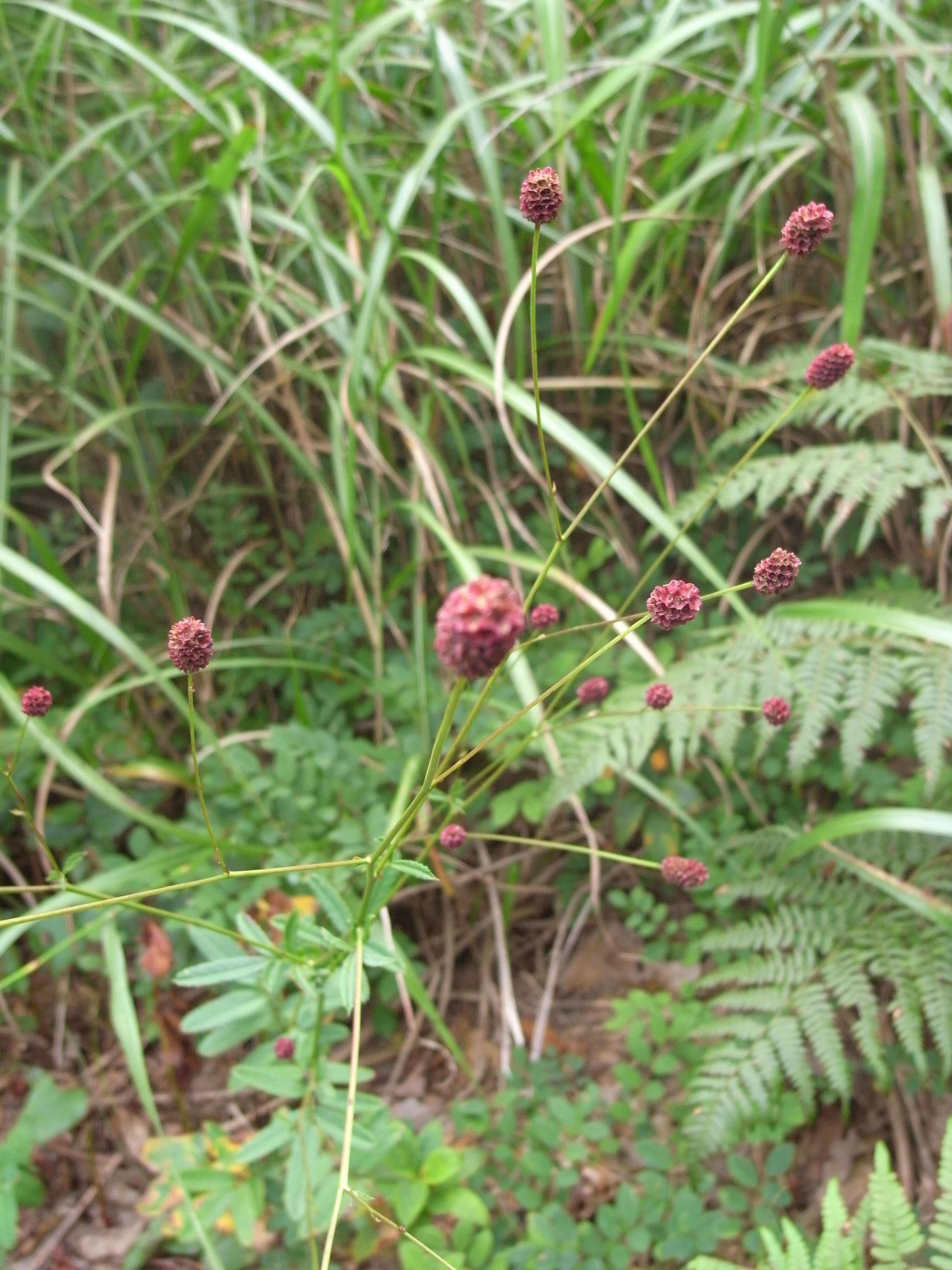 Image de Sanguisorbe officinale