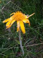 Image of mountain arnica