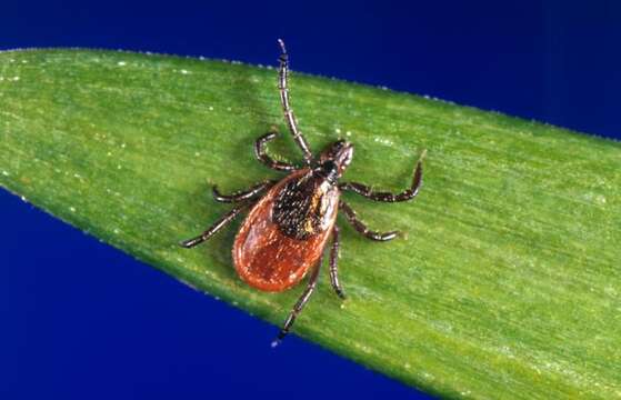 Image of Deer tick