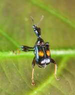 Image of Centrocorynus biguttatus Voss 1929