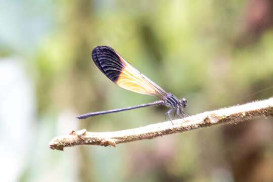 Image of Polythore ornata (Selys 1879)