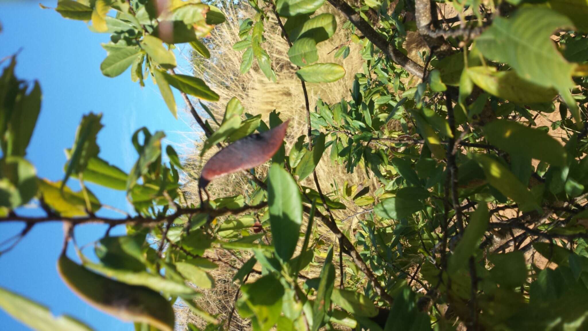 Image of Baphia madagascariensis (A. Heller) A. Heller