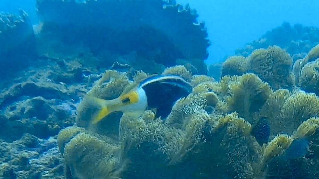 Image of Bicolor goatfish