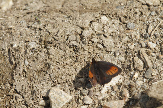 Image of Silky Ringlet