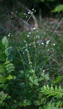 Image of Galium rotundifolium L.