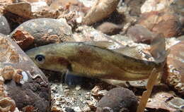 Image of Pacific tomcod