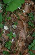 Image of Round-leaved Bedstraw