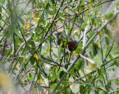 Image of Azara's Spinetail