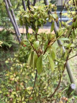 Image of Rhododendron kaempferi Planch.