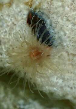 Image of orange anemone
