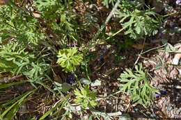 Image of musk mallow