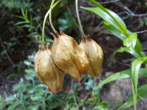 Image de Sandersonia aurantiaca Hook.