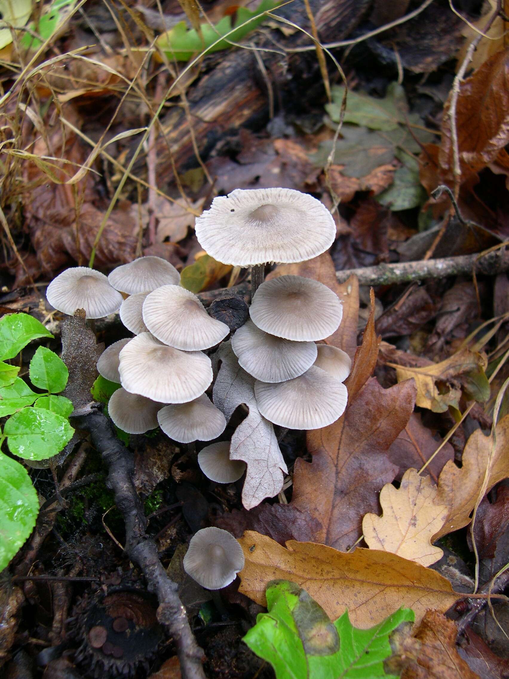 Image of Mycena polygramma (Bull.) Gray 1821