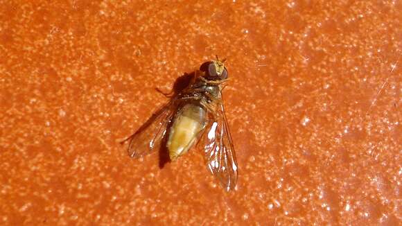 Image of Episyrphus