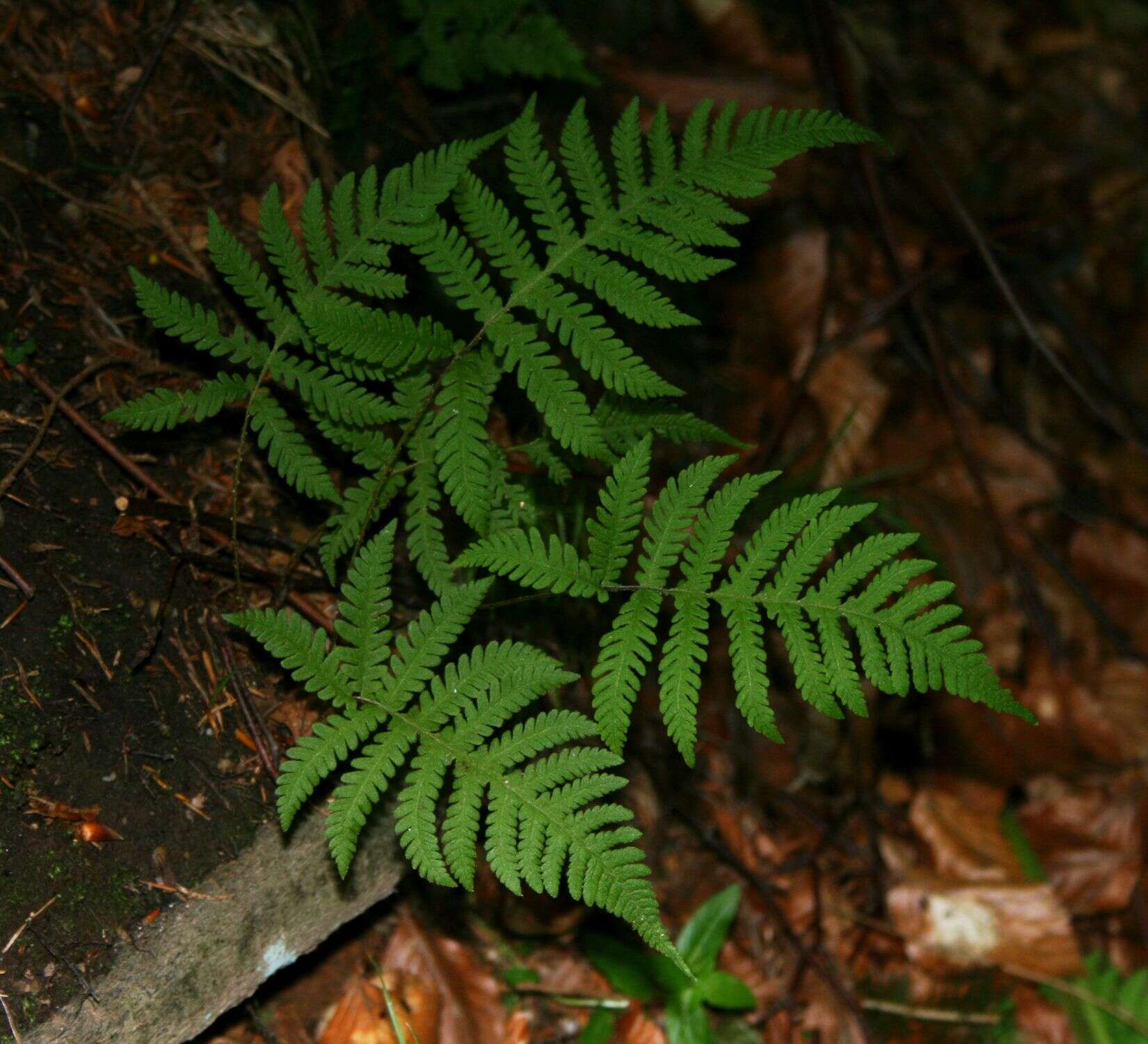 Image of Beech Fern