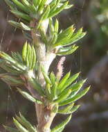 صورة Cliffortia stricta Weim.