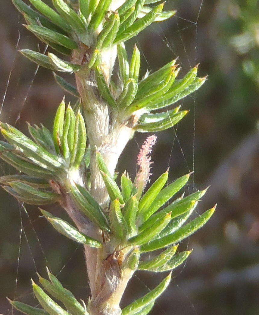 صورة Cliffortia stricta Weim.