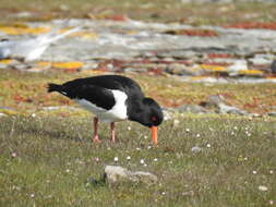 Image of oystercatcher, eurasian oystercatcher