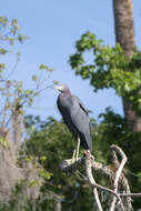 Image of Little Blue Heron