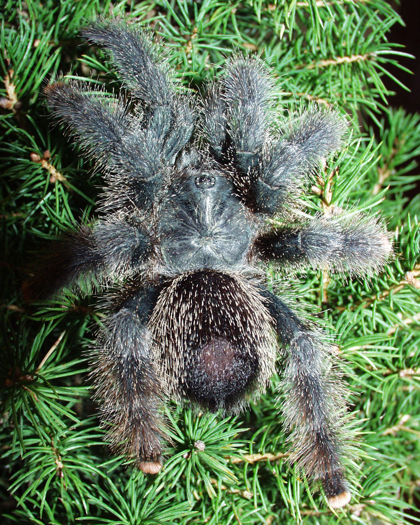 Image of Avicularia metallica