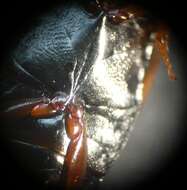 Image of Liopterus