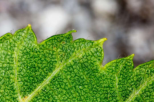 Image of European Hop-hornbeam