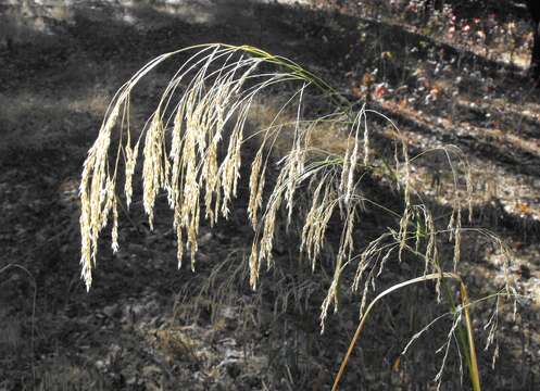 Plancia ëd Achnatherum miliaceum (L.) P. Beauv.