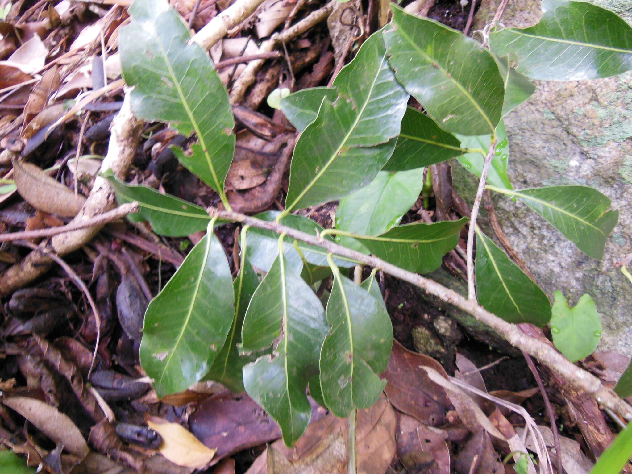 Sideroxylon persimile (Hemsl.) T. D. Penn.的圖片