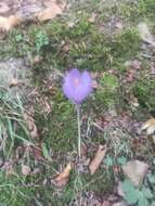 Crocus nudiflorus Sm. resmi